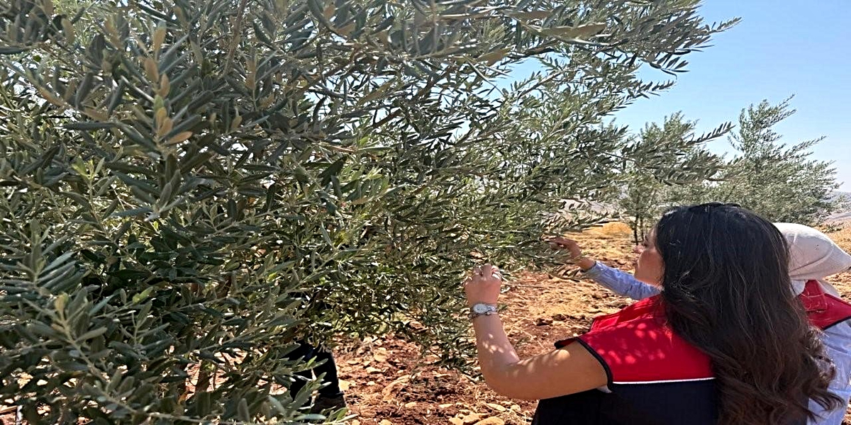 Şırnak\'ta Zeytin Üreticilerine Destek