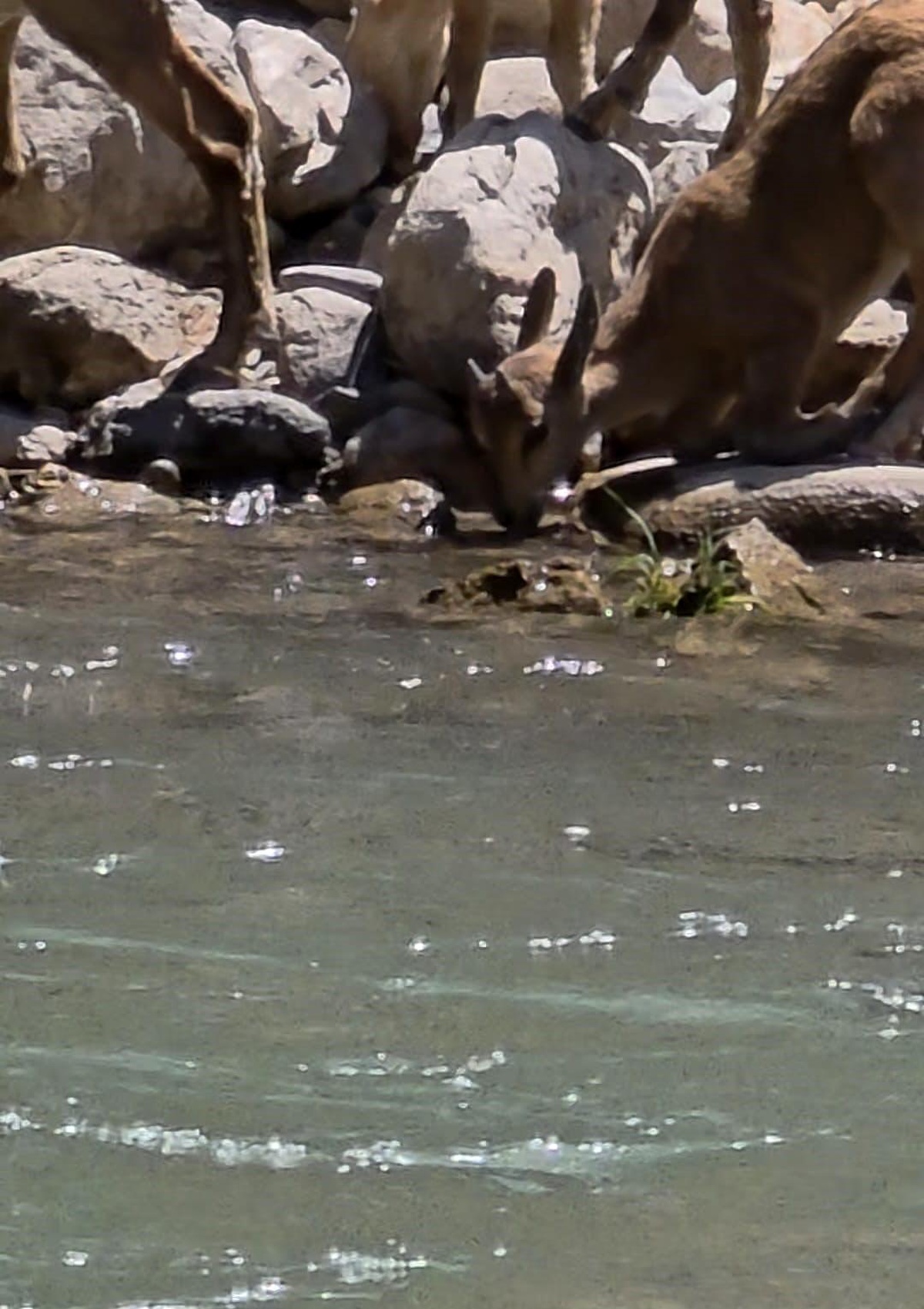Tunceli\'de Dağ Keçileri Su İçerken Görüntülendi