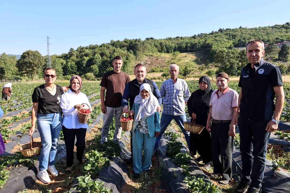 Vali Sözer Huzurevi Sakinleriyle Çilek Hasadı Yaptı