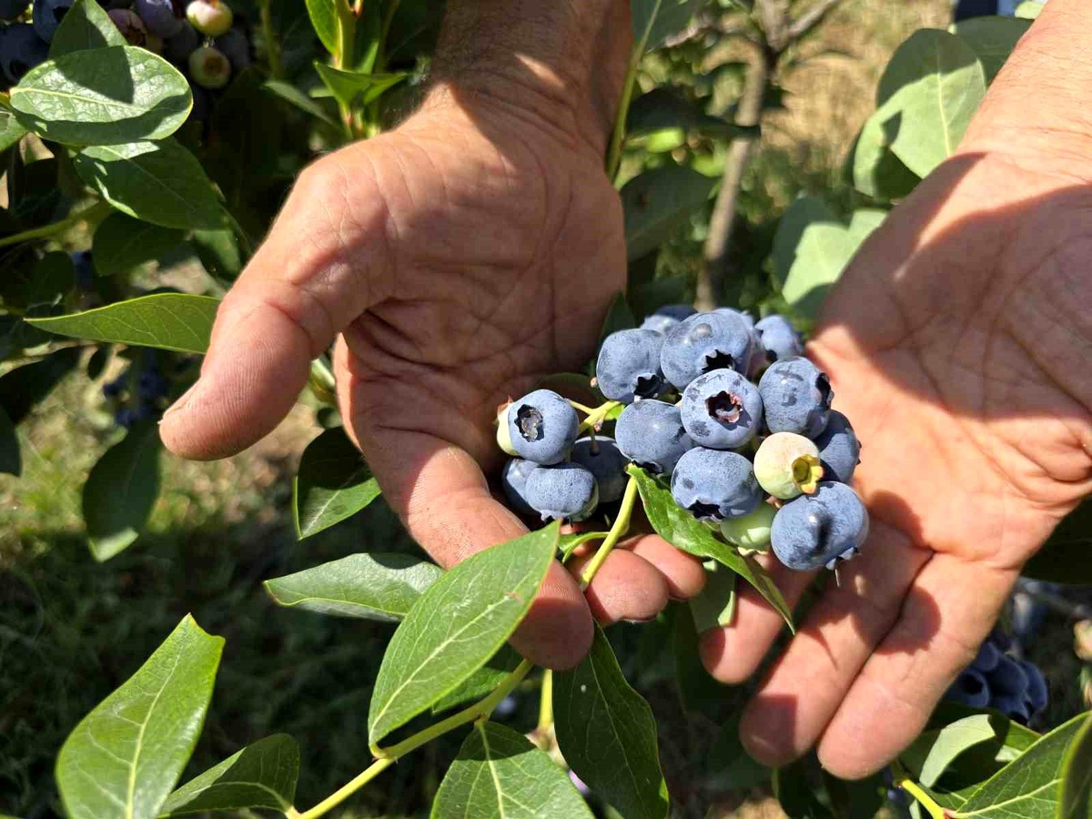 Orhaneli\'de çiftçilerden soğuk hava deposu talebi
