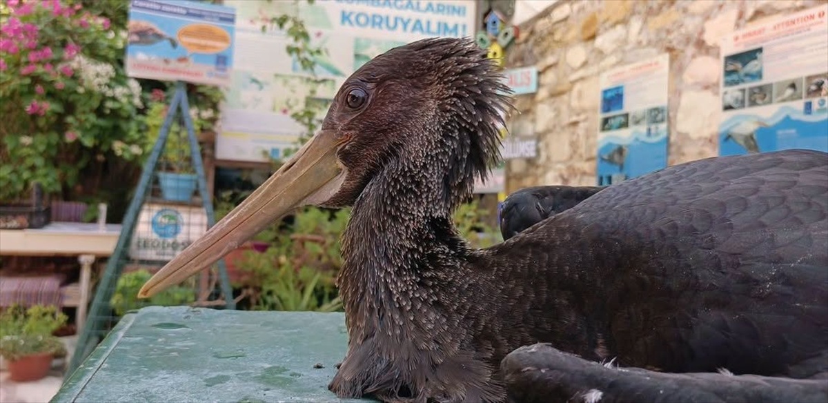 Yaralı Karaleylek Tedavi Altına Alındı