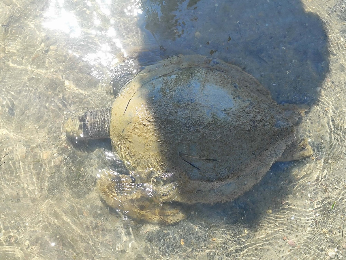 Ölü Caretta Caretta Bulundu