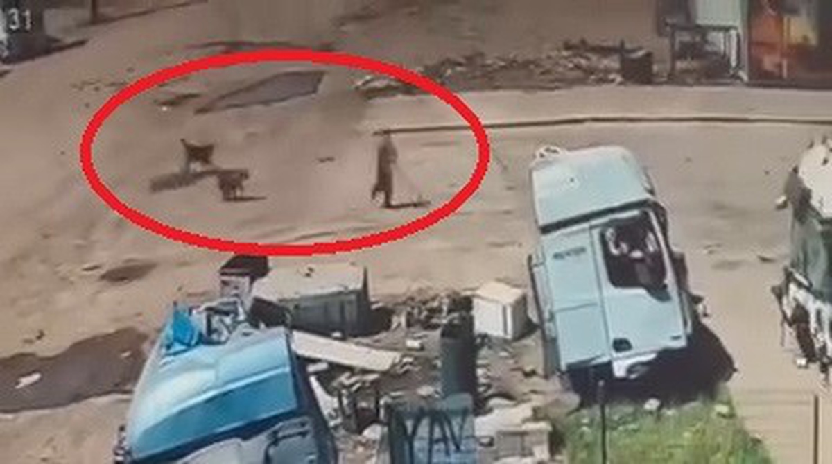 Silopi\'de Köpek Saldırısından Çocuk Kurtarıldı