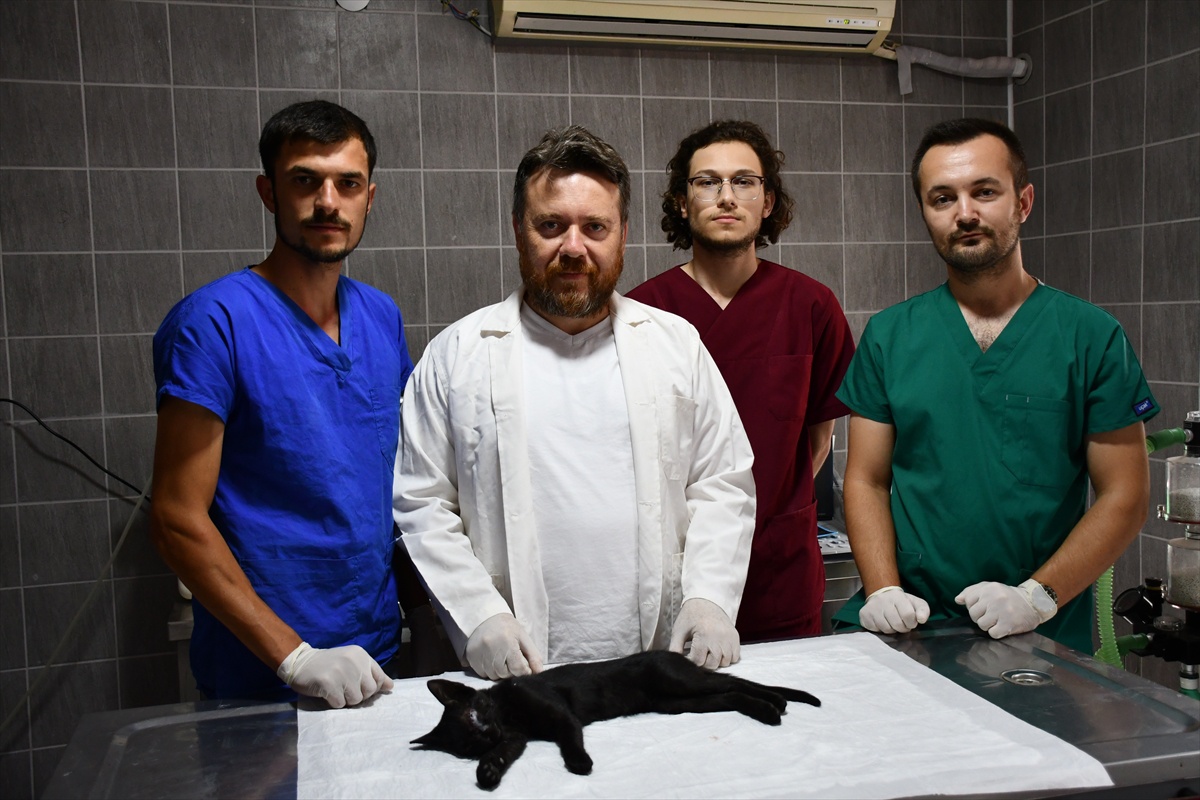 Osmaneli\'nde Kedinin Göz Enfeksiyonu Operasyonla İyileştirildi