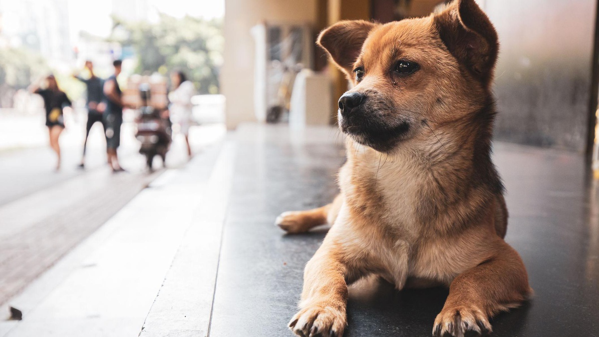 Çin\'de Sokak Köpeği Katliamı Tepkisi