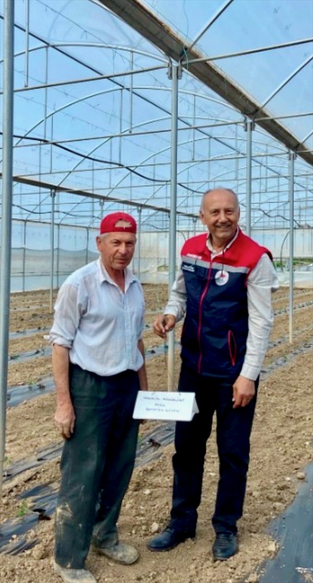 Domates Güvesi ile Mücadele Başladı