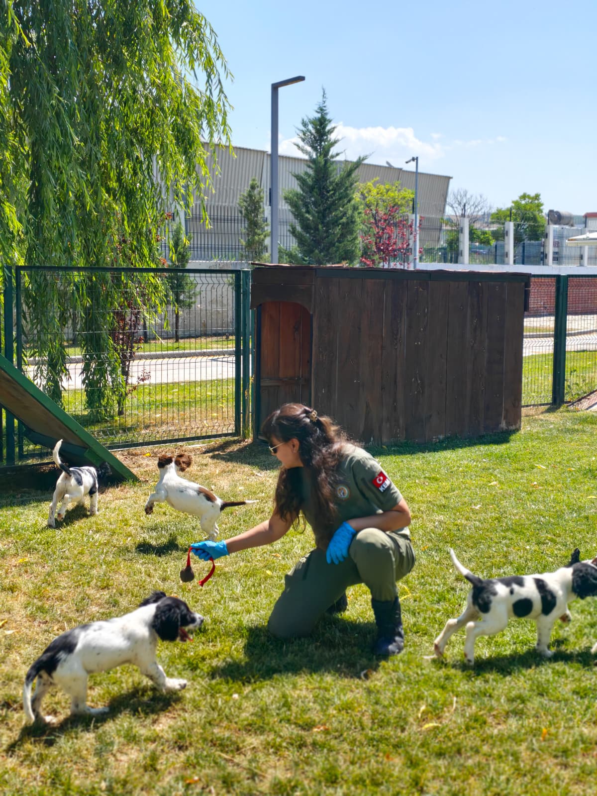 Gümrüklerin Yeni Kahramanları: 6 Yavru Köpek