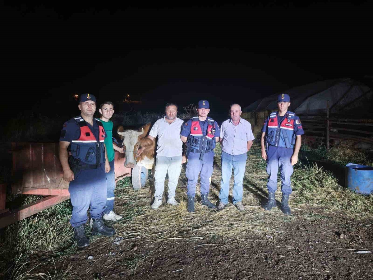 Kayıp Büyükbaş Hayvan Bulundu