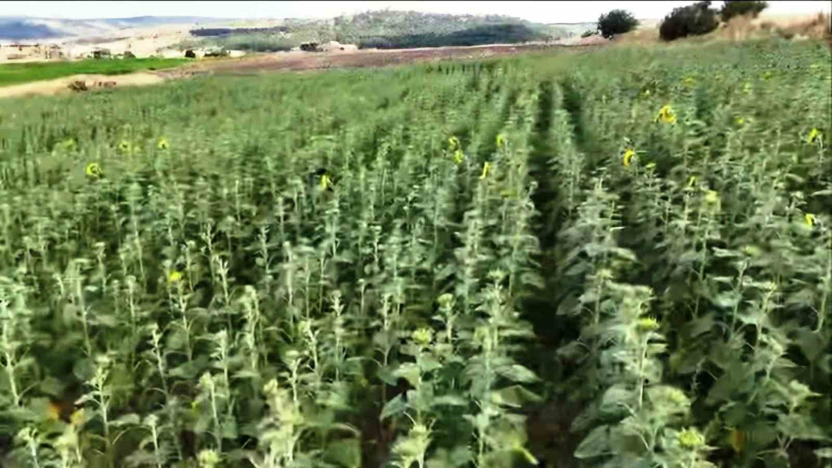 Kütahya\'da Üreticilere Tohum Desteği