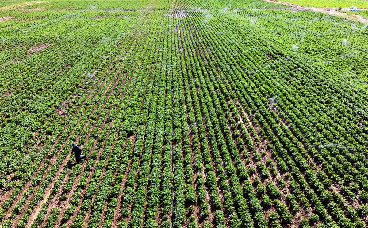 Sivas Barajları Doldu, Çiftçilerin Yüzü Güldü