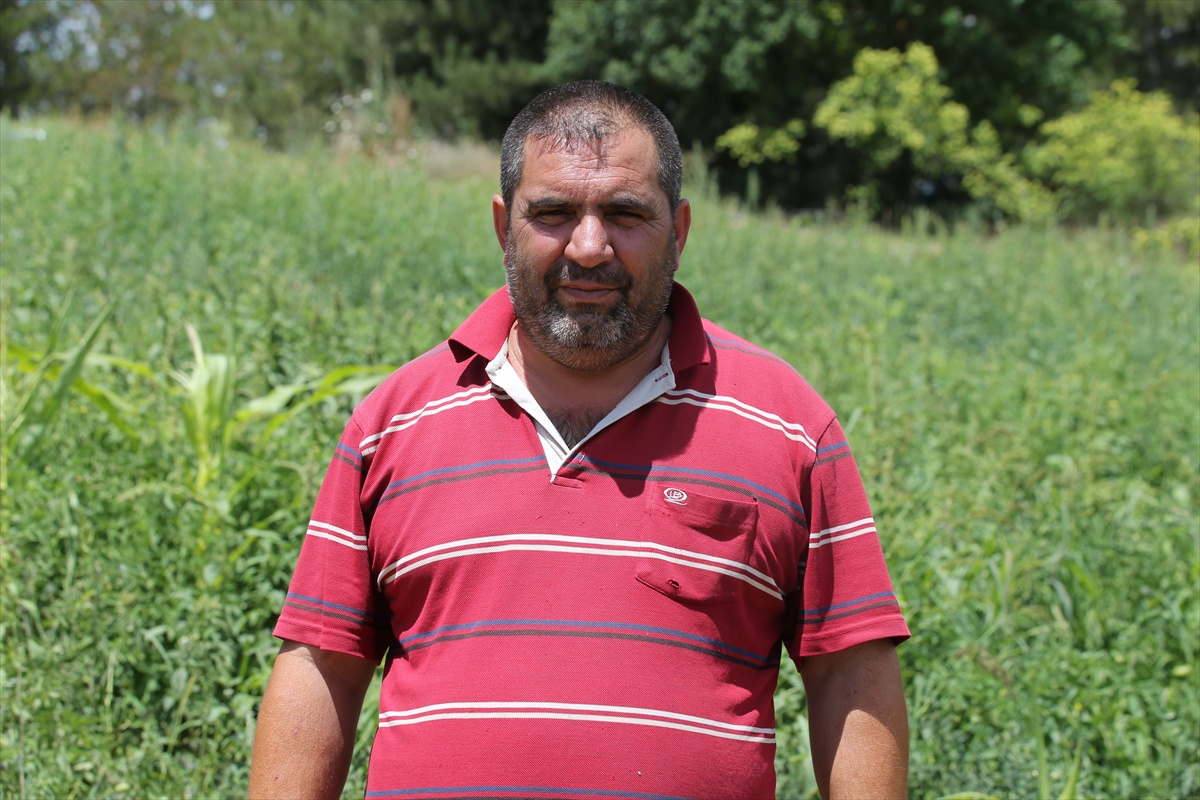 Safranbolu\'da Maniye Domatesi Hasadı Başladı