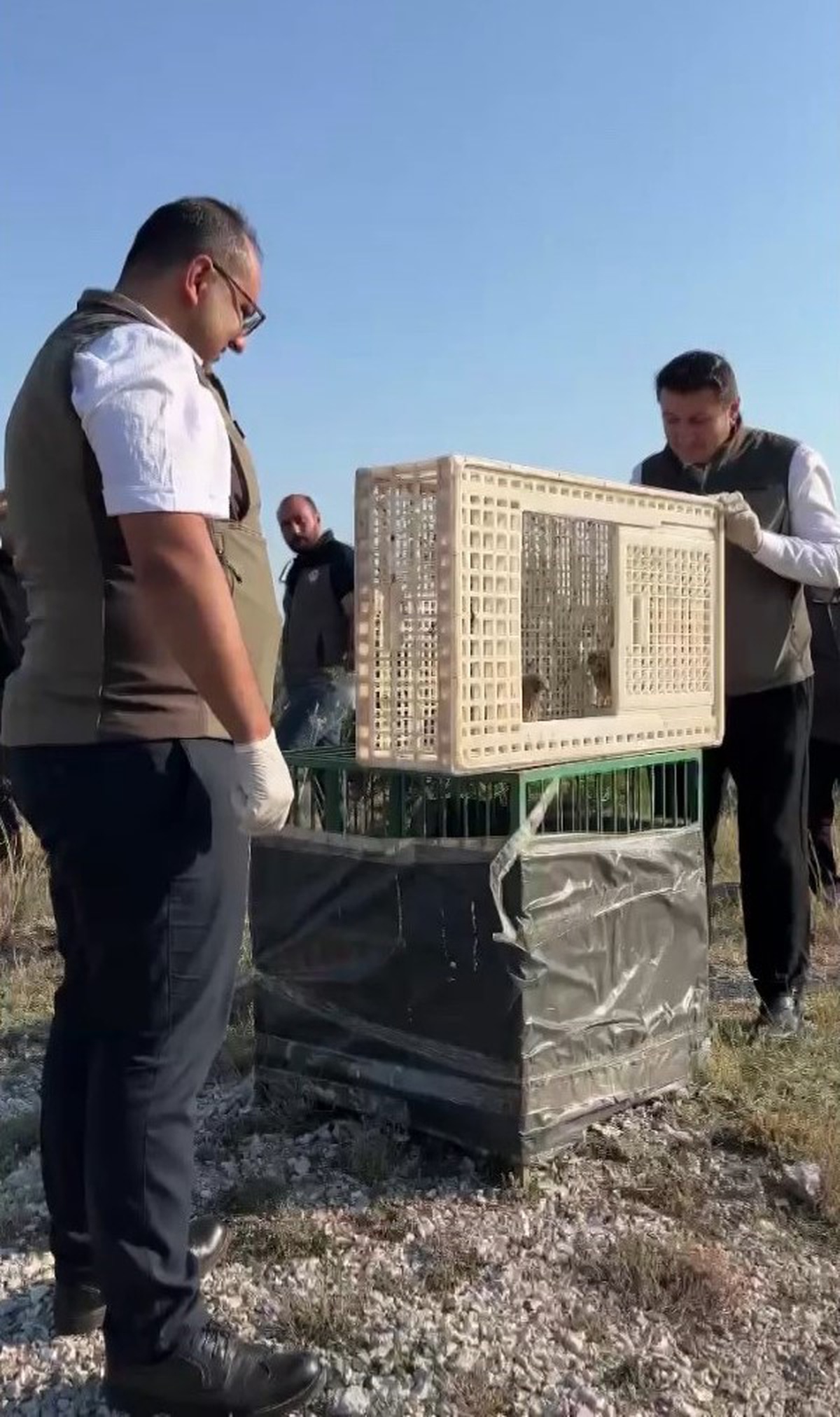Kerkenez Yavruları Doğaya Salındı
