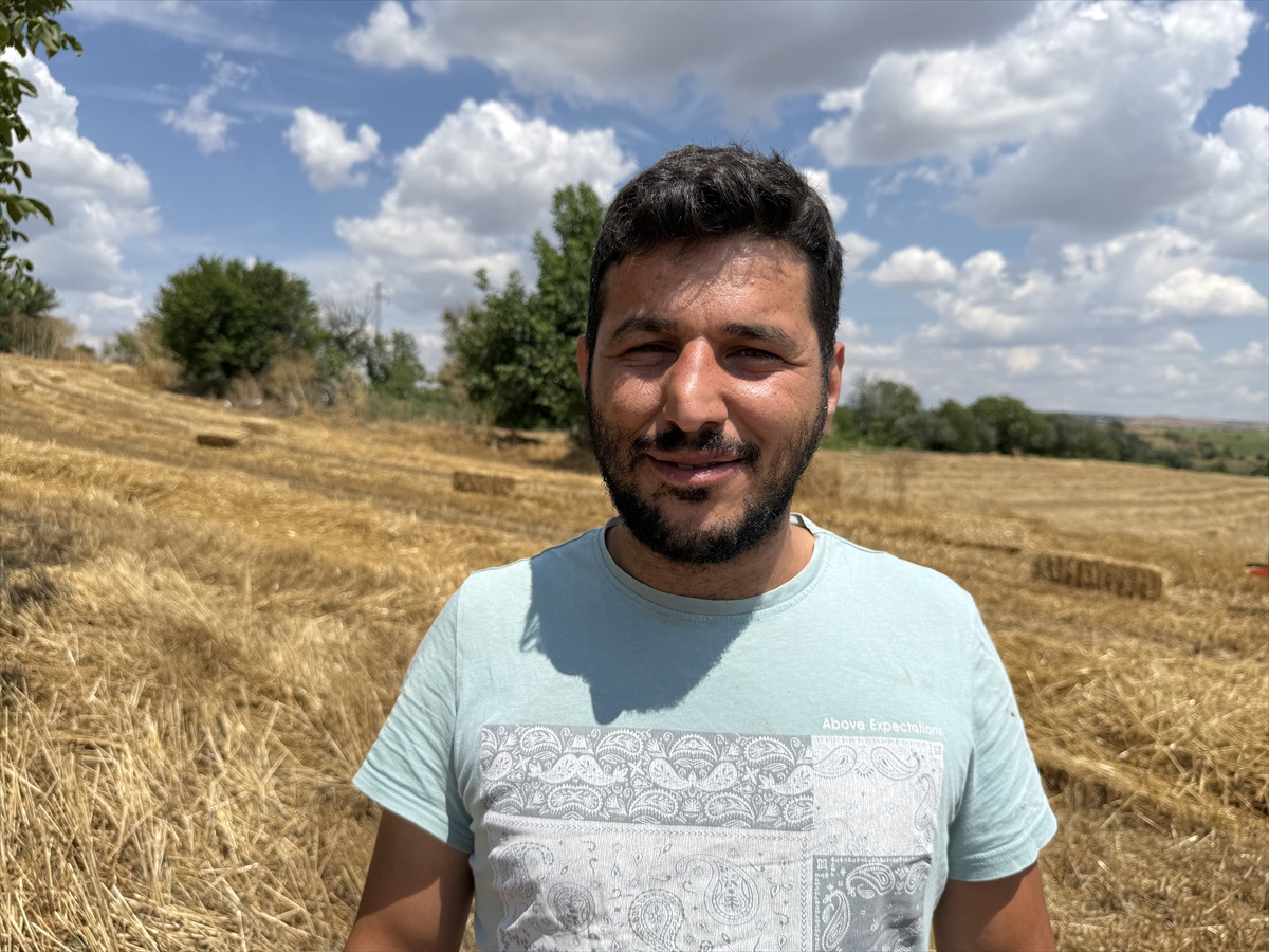 Sahipsiz Köpekler Toplanıyor