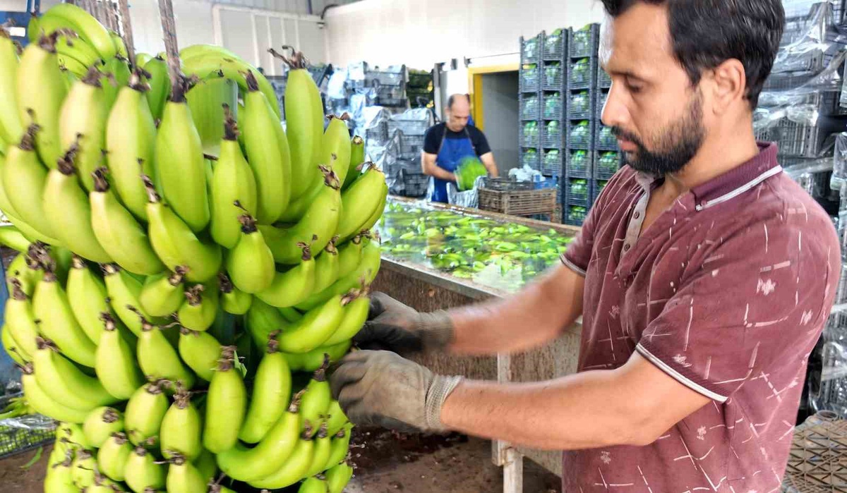 Mersin\'de Yerli Muz Fiyatları Düşüyor