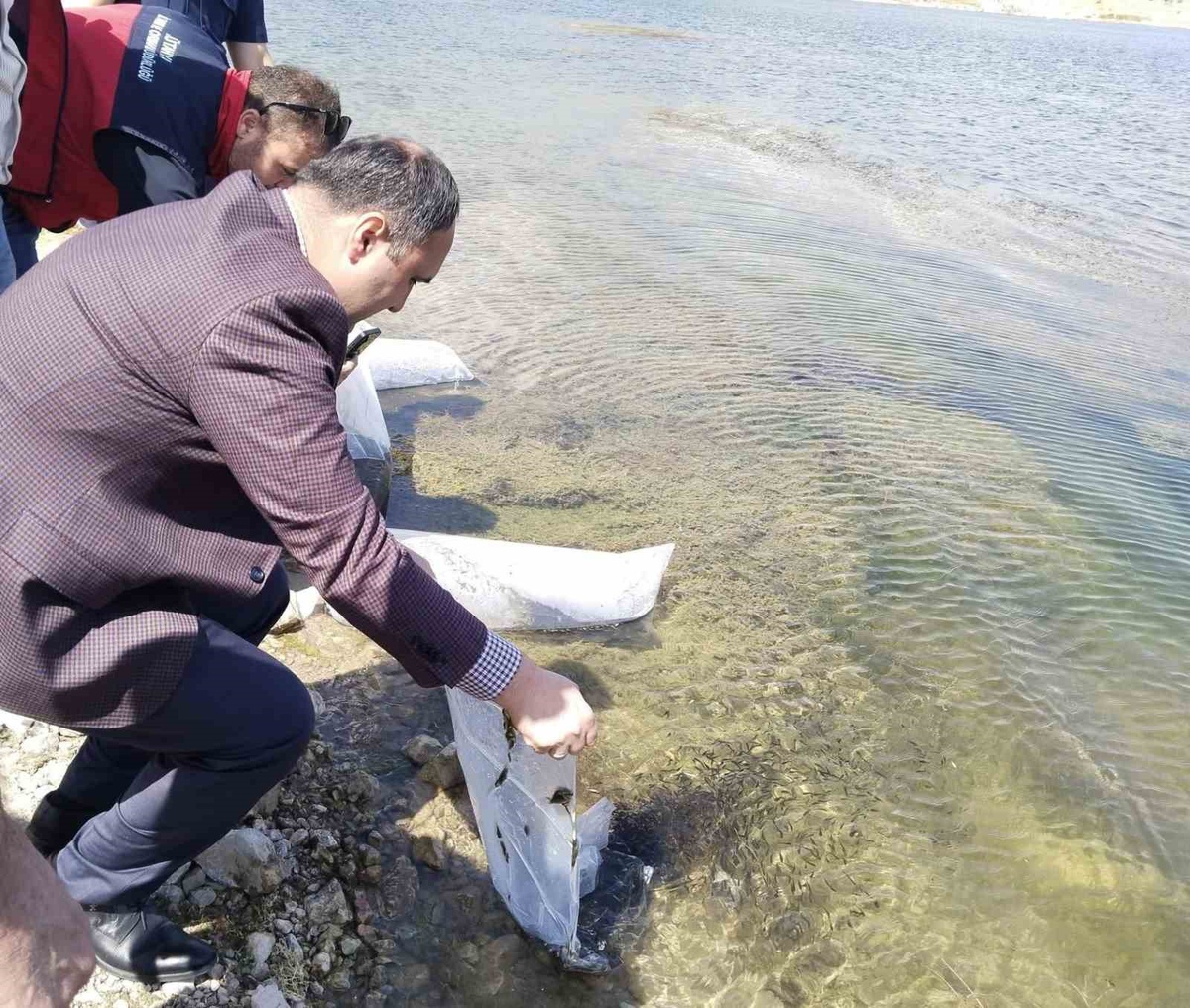 Aslanapa Kureyşler Göleti’ne 140 bin sazan yavrusu bırakıldı
