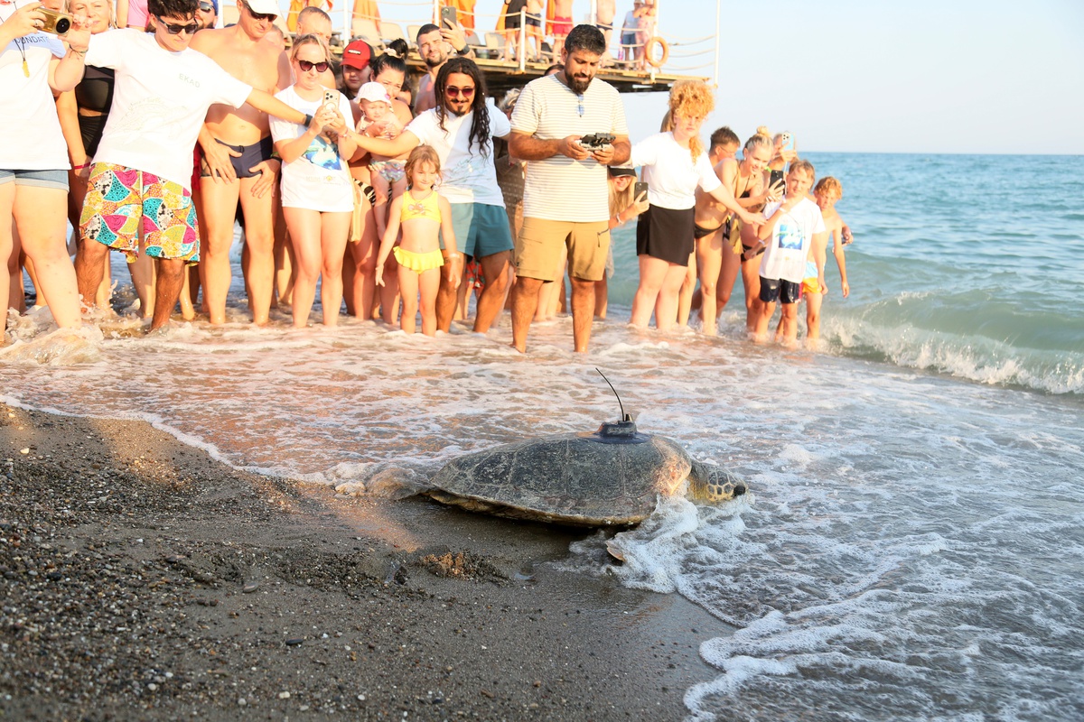 Engelli Caretta Caretta\'ya Uydu Takıldı