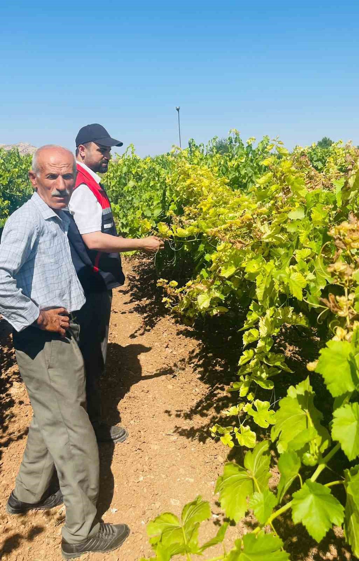 Bağ Küllesiyle Mücadele Devam Ediyor