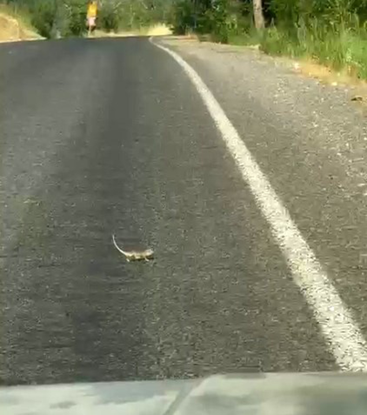 Bukalemun Trafikte Sürücüyü Gülümsetti
