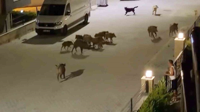 Serengeti değil Türkiye'nin tatil cenneti! Çığlıklarını duyan sürü yardıma koştu