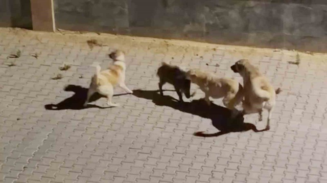 Serengeti değil Türkiye'nin tatil cenneti! Çığlıklarını duyan sürü yardıma koştu