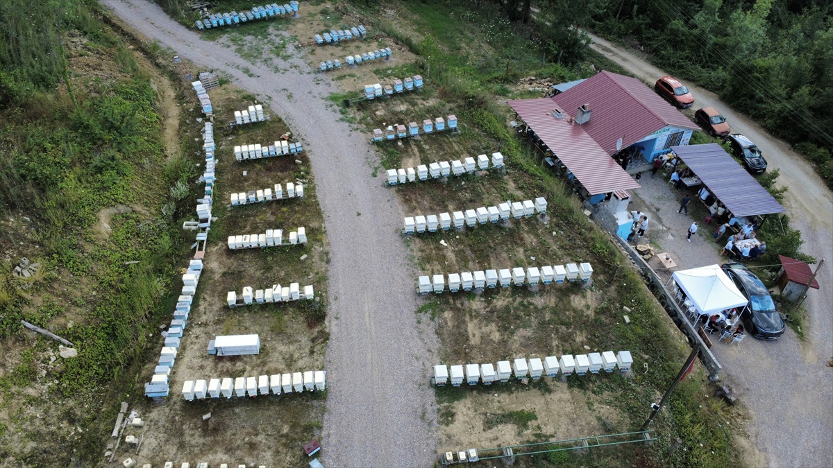 Yenice İhlamur Balı Hasadı Başladı