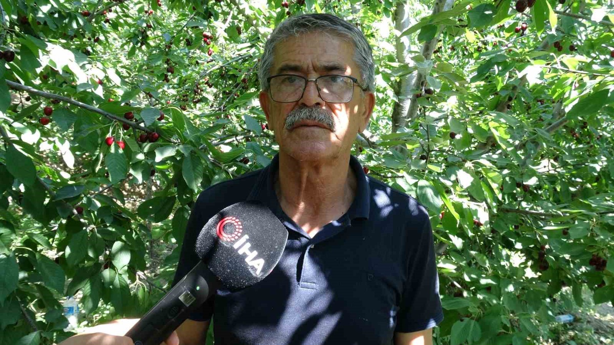 Dalbastı Kirazında Rekor Hasat