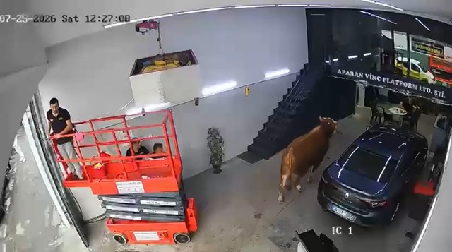 Ümraniye’de kaçan boğa sanayi sitesinde dükkana girdi, çalışanlar panikle kaçtı