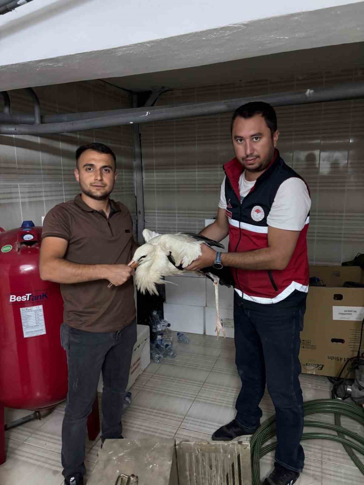 Yaralı Leylek Kurtarıldı