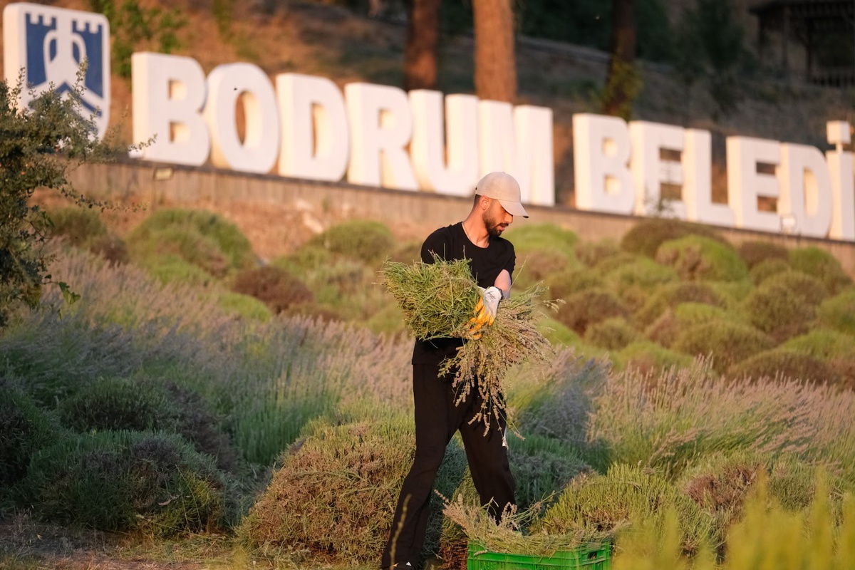 Bodrum Belediyesi Tarım Kampı’nın ikinci dönemi tamamlandı