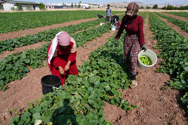 Yeşil altın hasadı başladı: Milyonların sofrasını süslüyor