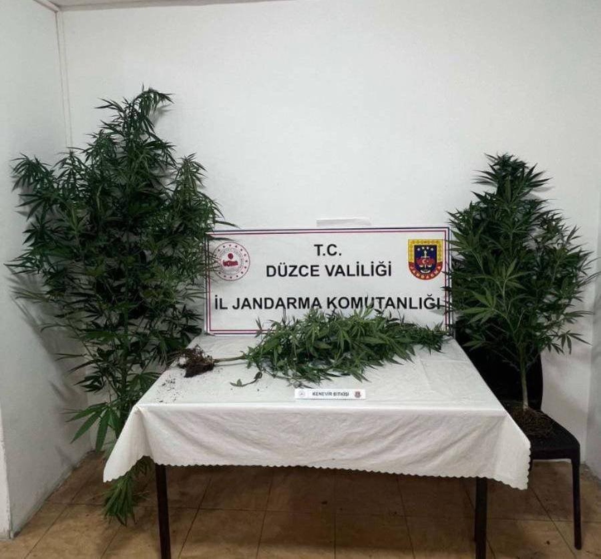 Düzce\'de Kenevir Operasyonu