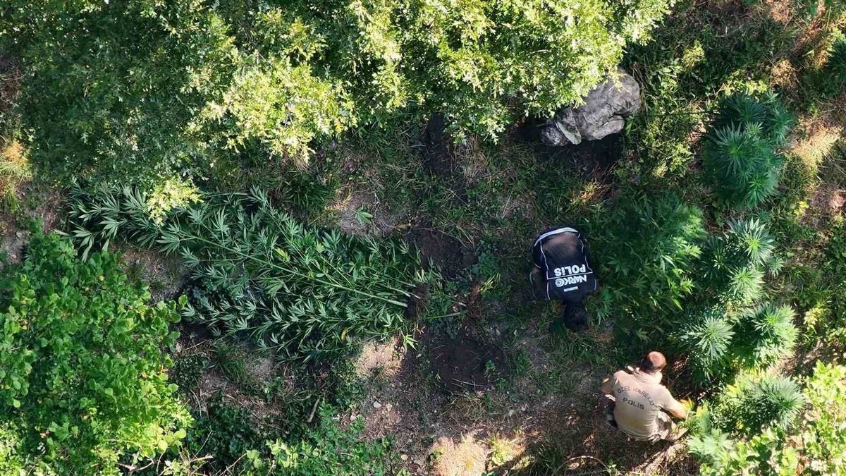 Bafra\'da Uyuşturucu Operasyonu: 782 Kök Kenevir Ele Geçirildi
