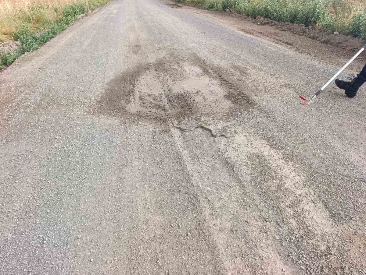 Sivas’ta odun yığınlarının arasına giren yılan itfaiye ekiplerini harekete geçirdi