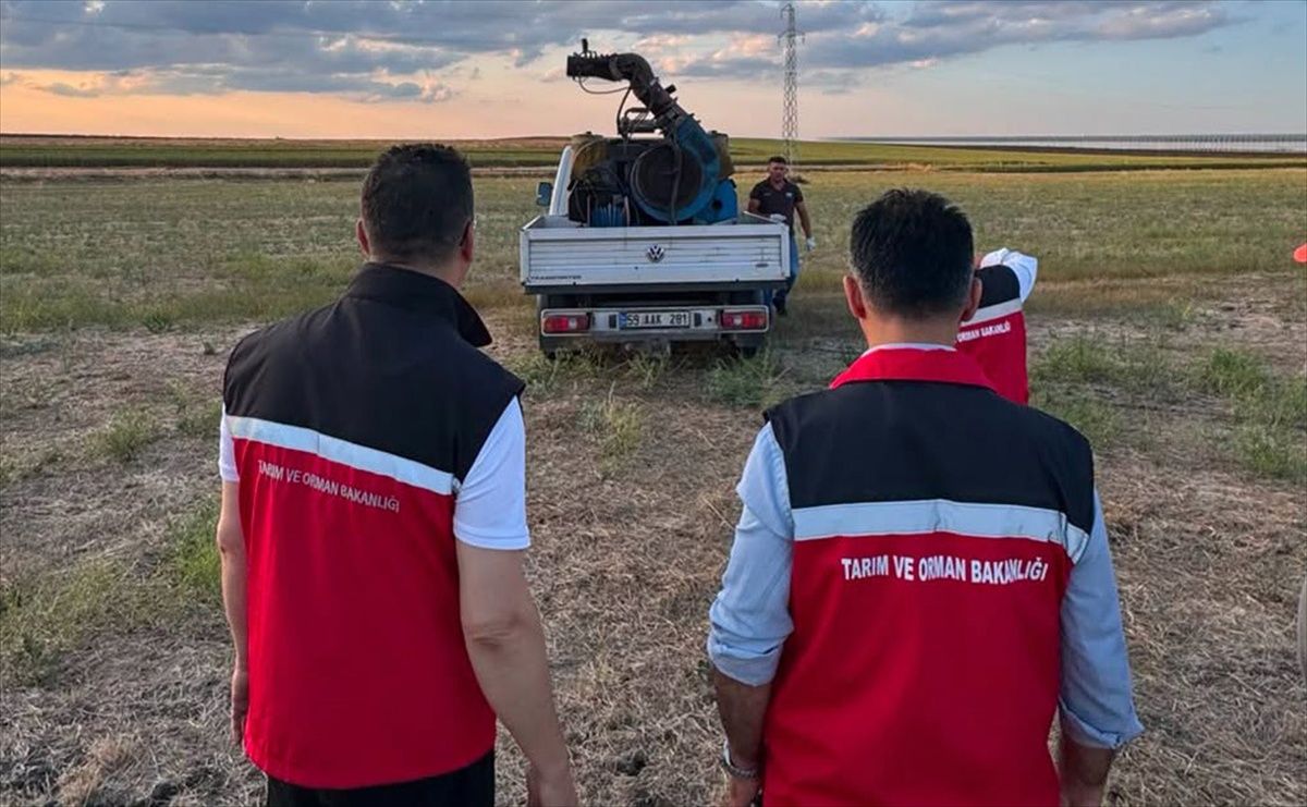 Tekirdağ\'da Çekirgeyle Mücadele Sürüyor