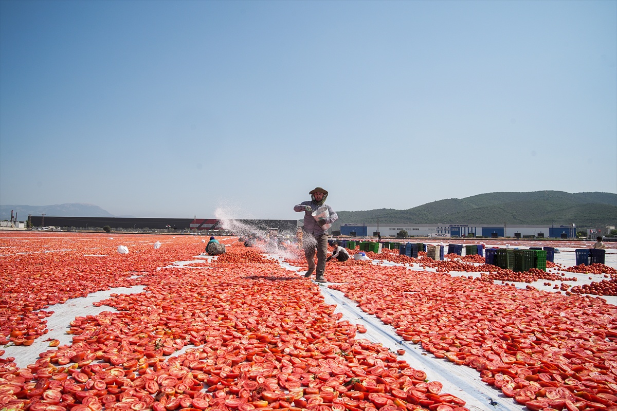 Türkiye\'nin Kurutulmuş Domates İhracatı 60 Milyon Dolar