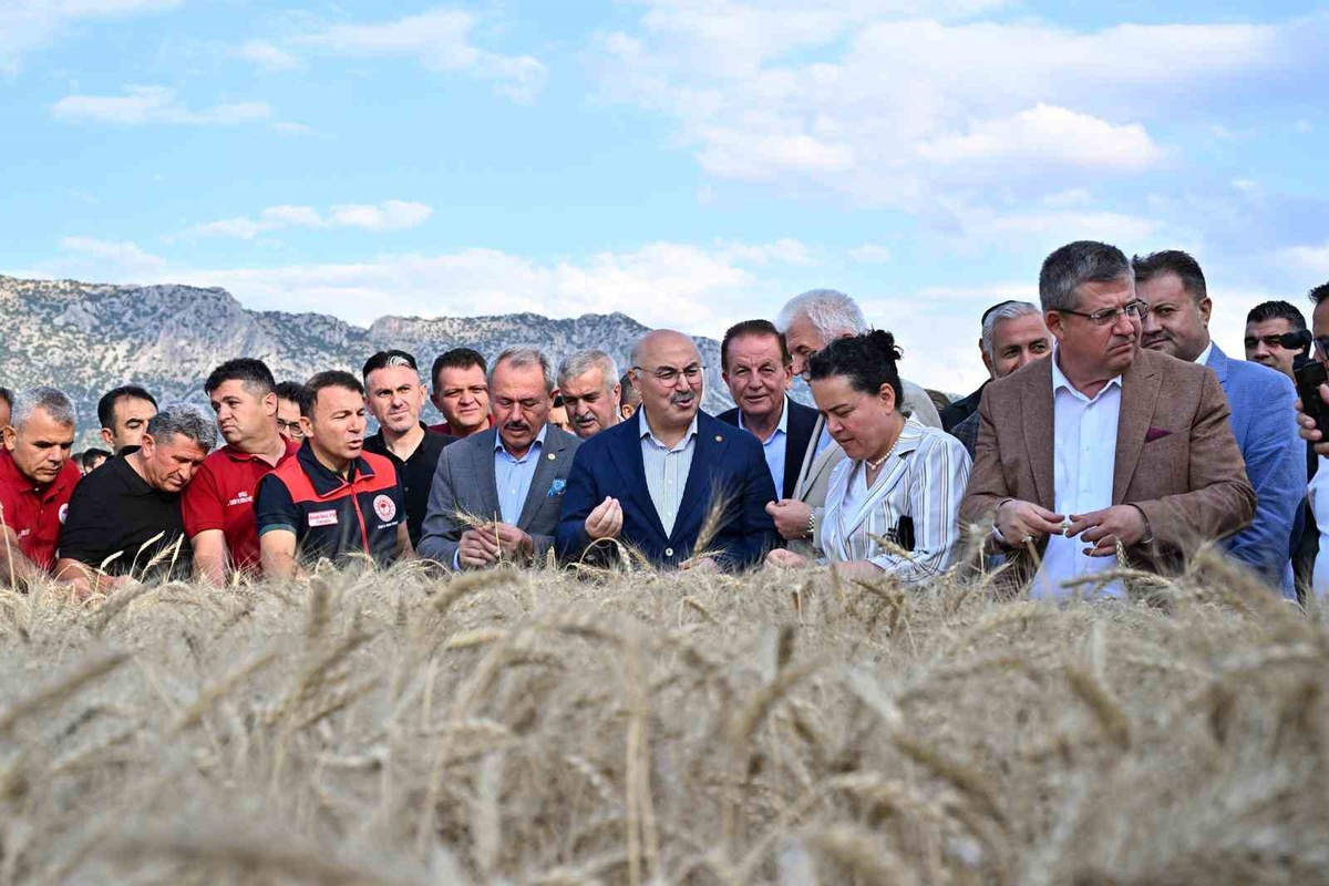 Denizli\'de Yerli Hububat Hasadı Yapıldı