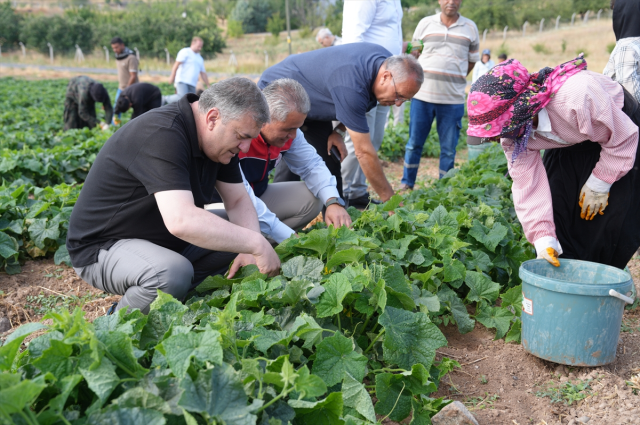 Yeşil altın hasadı başladı: Milyonların sofrasını süslüyor
