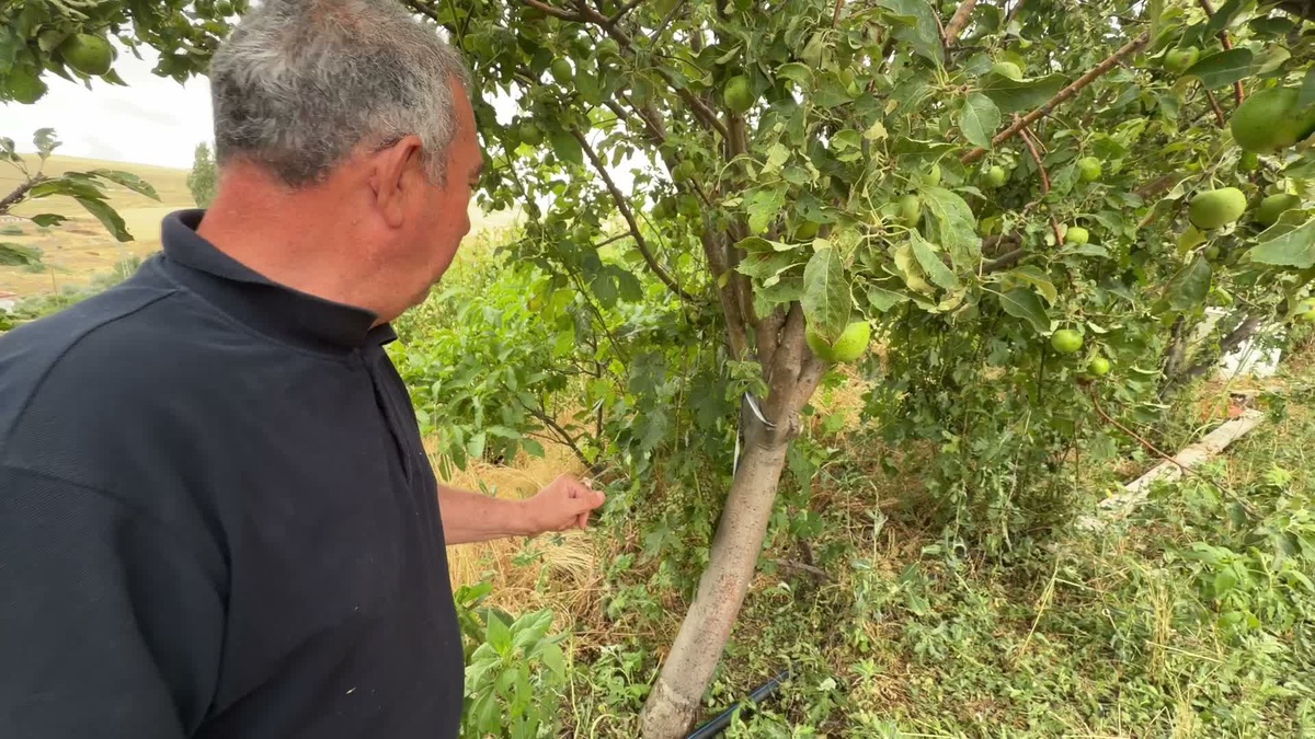 Yozgat\'ta Yağışlar Tarım Alanlarına Zarar Verdi