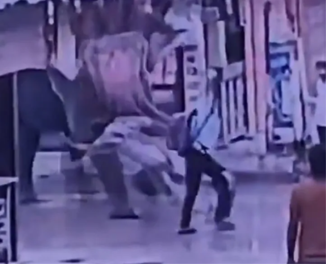 Elinden şeker yemişti! Fil Kendisine tatlı veren işçiyi ezerek öldürdü