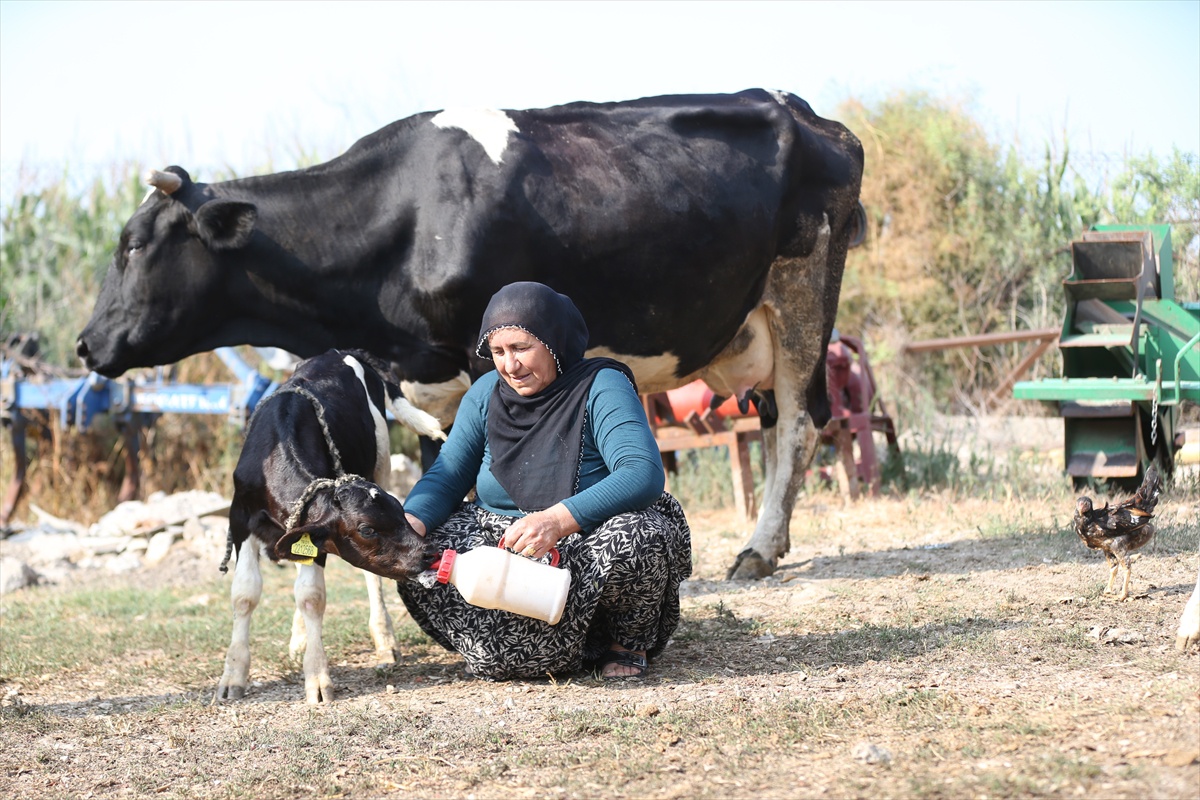 Ceyhan\'da Üçüz Buzağı Sevinci