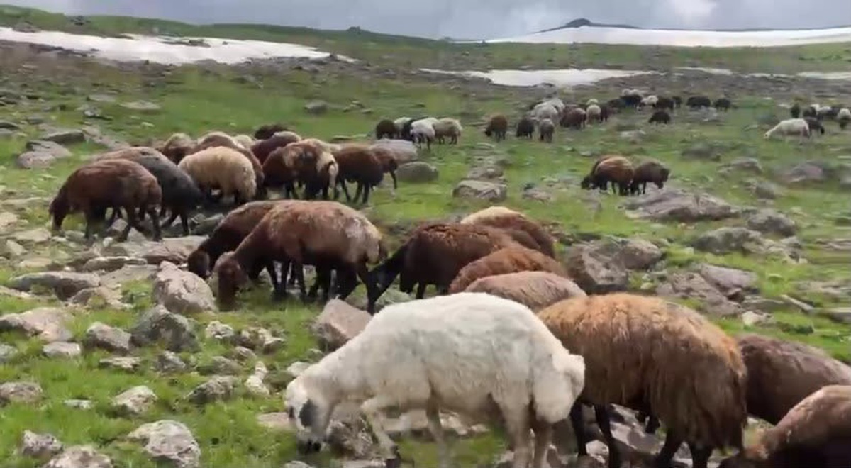 İki Mevsim Bir Arada: Çakırbey Yaylası\'nda Kar ve Yeşil Meralar