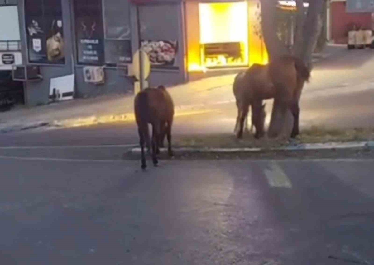 Süleymanpaşa\'da Başıboş Atlar Trafiği Tehdit Ediyor