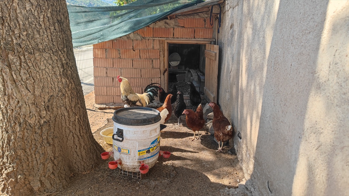 Oğuzlar\'da 4 Tilki Sokakta Oynadı