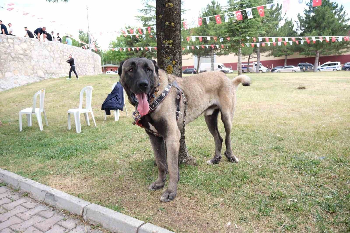 Çorum\'da Köpek Şampiyonası: Yerli Irklar Buluştu