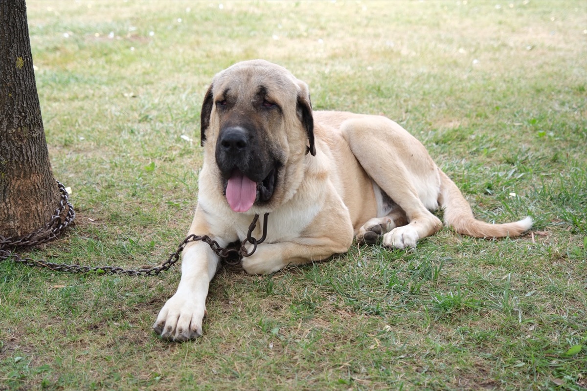 Çorum\'da Türk Çoban Köpekleri Şampiyonası