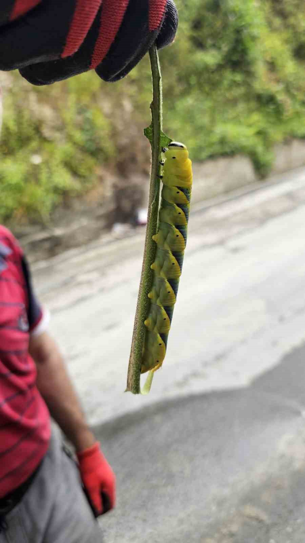 Rize\'de Kuru Kafa Kelebeği Alarmı