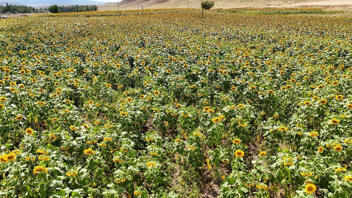 Erzincan\'da Ayçiçeği Şöleni