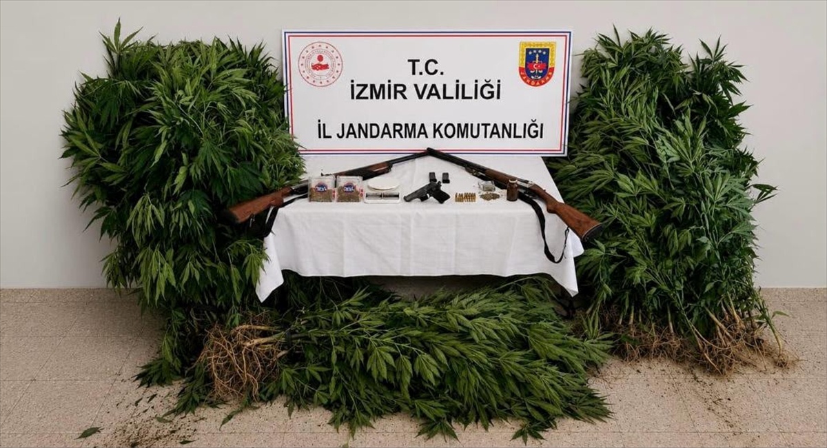 Uyuşturucu Yetiştiren Şüpheli Tutuklandı