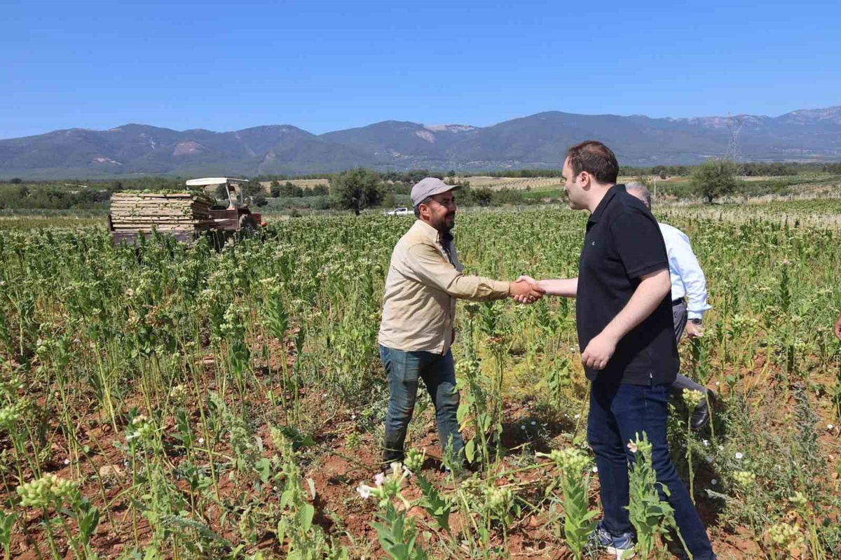 Kaymakam Battal, Tütün Hasadını Ziyaret Etti