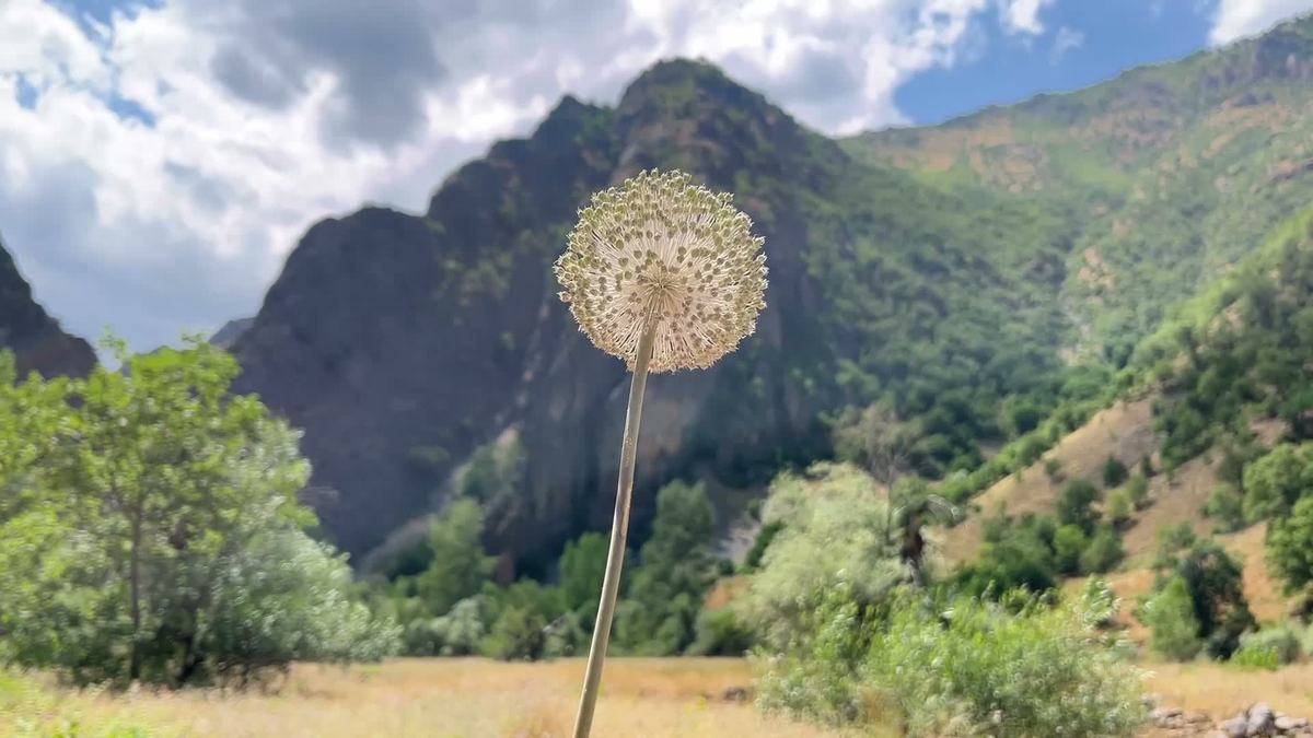 Tunceli Dağ Sarımsağı Koruma Altında